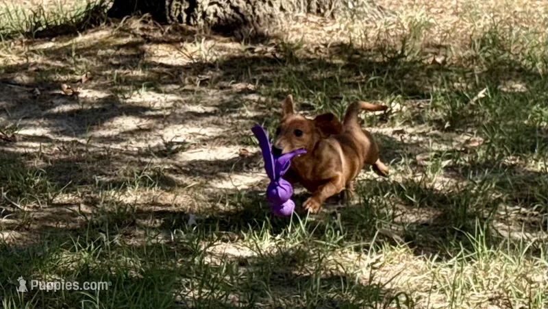 Tallulah – Miniature Dachshund puppy for sale in Cave City, AR