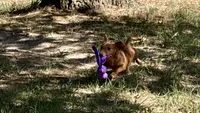 Tallulah, a female Miniature Dachshund for sale in Cave City, AR – 1 of 9