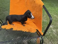 DANKA, a female Miniature Dachshund for sale in Cave City, AR – 6 of 6