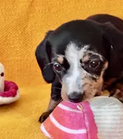 DANKA, a female Miniature Dachshund for sale in Cave City, AR – 1 of 6