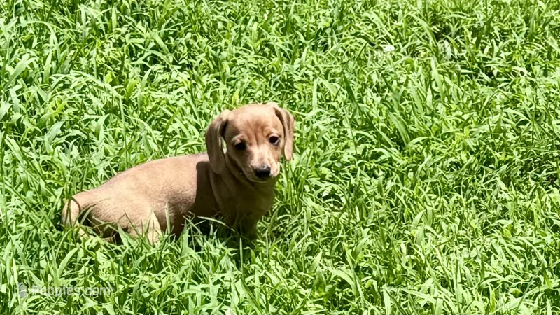 Tallulah – Miniature Dachshund puppy for sale in Cave City, AR