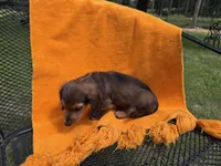LOUIE, a male Miniature Dachshund for sale in Cave City, AR – 9 of 9