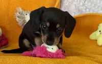 RAINY, a female Miniature Dachshund for sale in Cave City, AR – 2 of 4