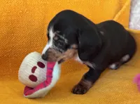 DANKA, a female Miniature Dachshund for sale in Cave City, AR – 2 of 6