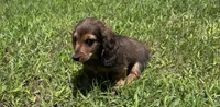 LOUIE, a male Miniature Dachshund for sale in Cave City, AR – 8 of 9