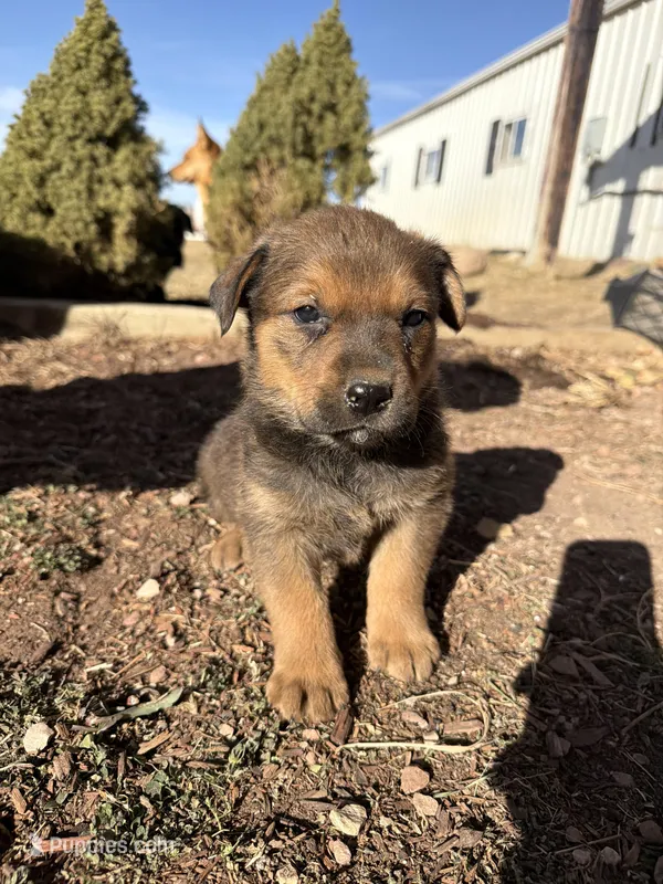 brownfemale, a female Australian Cattle Dog and Rottweiler for sale in Yuma, CO – Photo 1 of 3