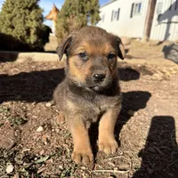 brownfemale, a female Australian Cattle Dog and Rottweiler for sale in Yuma, CO – Photo 1 of 3
