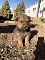 brownfemale, a female Australian Cattle Dog and Rottweiler for sale in Yuma, CO – Photo 1 of 3