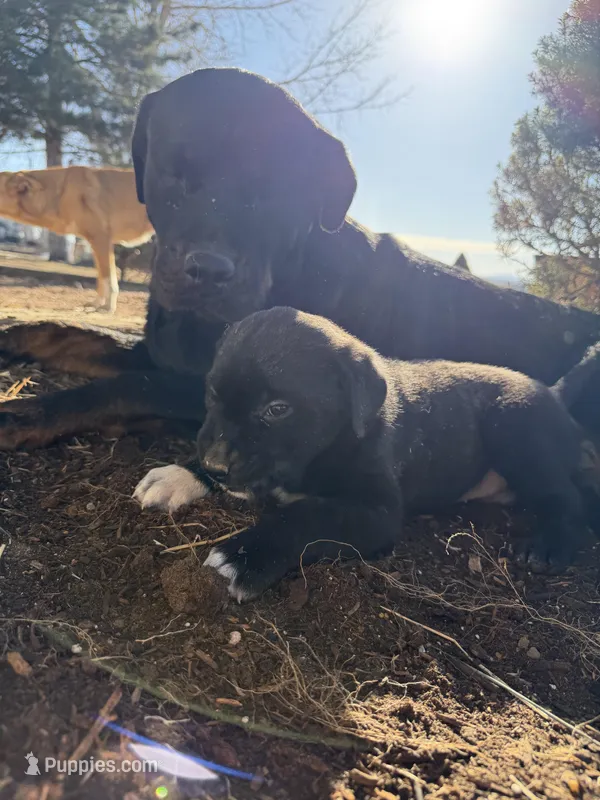 blackgirl, a female Australian Cattle Dog and Rottweiler for sale in Yuma, CO – Photo 1 of 2