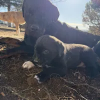 blackgirl, a female Australian Cattle Dog and Rottweiler for sale in Yuma, CO – Photo 1 of 2