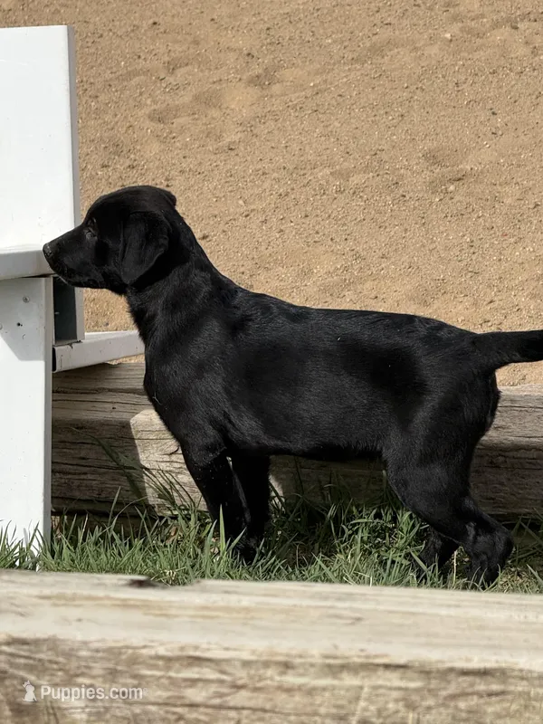 blackgirl – Australian Cattle Dog, Rottweiler puppy for sale in Loveland, CO