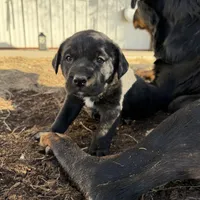 blackgirl, a female Australian Cattle Dog and Rottweiler for sale in Yuma, CO – Photo 2 of 2