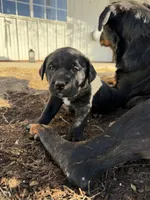 blackgirl, a female Australian Cattle Dog and Rottweiler for sale in Yuma, CO – Photo 2 of 2