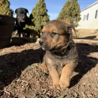 brownfemale, a female Australian Cattle Dog and Rottweiler for sale in Yuma, CO – Photo 2 of 3