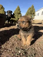 brownfemale, a female Australian Cattle Dog and Rottweiler for sale in Yuma, CO – Photo 2 of 3