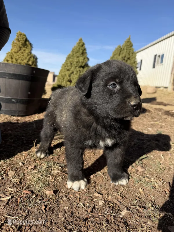 Blackboy1, a male Australian Cattle Dog and Rottweiler for sale in Yuma, CO – Photo 1 of 1