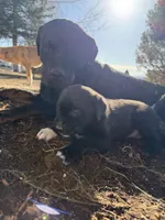 brownfemale, a female Australian Cattle Dog and Rottweiler for sale in Yuma, CO – Photo 3 of 3