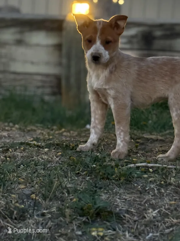 Red Girl 1 – Australian Cattle Dog puppy for sale in Loveland, CO