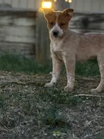 Red Girl 1, a female Australian Cattle Dog for sale in Loveland, CO – Photo 1 of 3