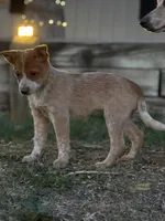 Red Girl 1, a female Australian Cattle Dog for sale in Loveland, CO – Photo 2 of 3