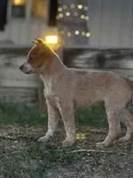 Red Girl 1, a female Australian Cattle Dog for sale in Loveland, CO – Photo 3 of 3