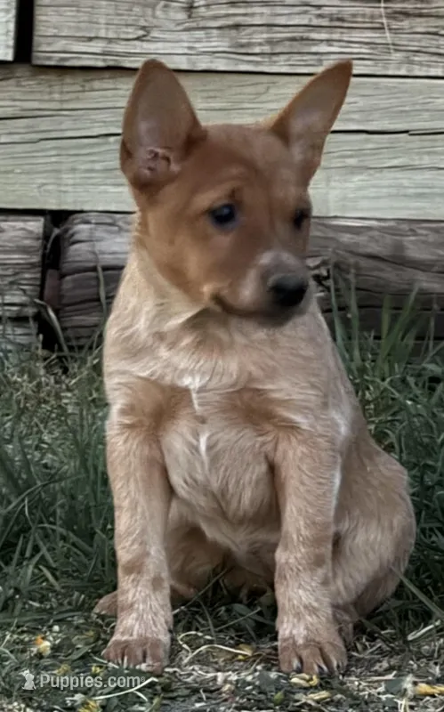 Red girl 2 – Australian Cattle Dog puppy for sale in Loveland, CO