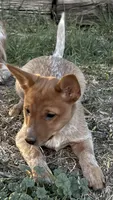 Red girl 2, a female Australian Cattle Dog for sale in Loveland, CO – Photo 3 of 4