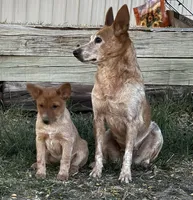 Red girl 2, a female Australian Cattle Dog for sale in Loveland, CO – Photo 2 of 4