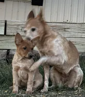 Red girl 2, a female Australian Cattle Dog for sale in Loveland, CO – Photo 4 of 4