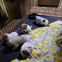 Redgirl1, a female Australian Cattle Dog for sale in Yuma, CO – Photo 1 of 2