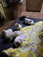 Redgirl1, a female Australian Cattle Dog for sale in Yuma, CO – Photo 1 of 2