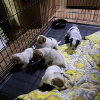 Redgirl1, a female Australian Cattle Dog for sale in Yuma, CO – Photo 2 of 2