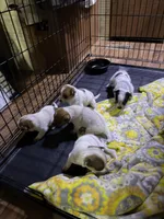 Redgirl1, a female Australian Cattle Dog for sale in Yuma, CO – Photo 2 of 2