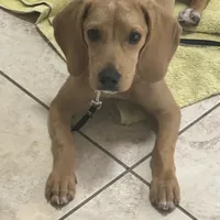 Lucy, a female Beagle for sale in Tampa, FL – Photo 1 of 5