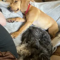 Lucy, a female Beagle for sale in Tampa, FL – Photo 4 of 5