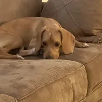 Lucy, a female Beagle for sale in Tampa, FL – Photo 2 of 5