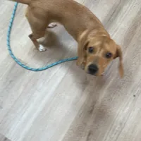 Lucy, a female Beagle for sale in Tampa, FL – Photo 5 of 5