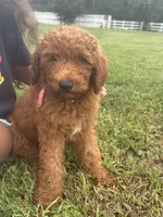 Sophie, a female Poodle - Miniature  and Poodle - Standard  for sale in Nashville, TN – 1 of 2