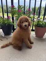Bella, a female Poodle - Miniature  and Poodle - Standard  for sale in Nashville, TN – 5 of 6