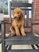 Coco, a male Poodle - Miniature  and Poodle - Standard  for sale in Nashville, TN – 2 of 5