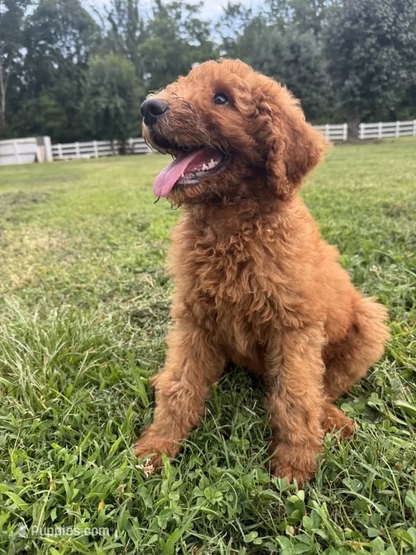 Coco – Poodle - Miniature , Poodle - Standard  puppy for sale in Nashville, TN