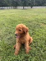 Coco, a male Poodle - Miniature  and Poodle - Standard  for sale in Nashville, TN – 3 of 4