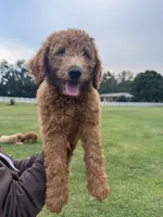 Max, a male Poodle - Miniature  and Poodle - Standard  for sale in Nashville, TN – 2 of 4