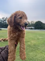 Max, a male Poodle - Miniature  and Poodle - Standard  for sale in Nashville, TN – 3 of 4