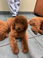 Sophie, a female Poodle - Miniature  and Poodle - Standard  for sale in Nashville, TN – 7 of 7