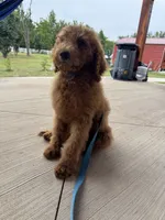Coco, a male Poodle - Miniature  and Poodle - Standard  for sale in Nashville, TN – 5 of 5