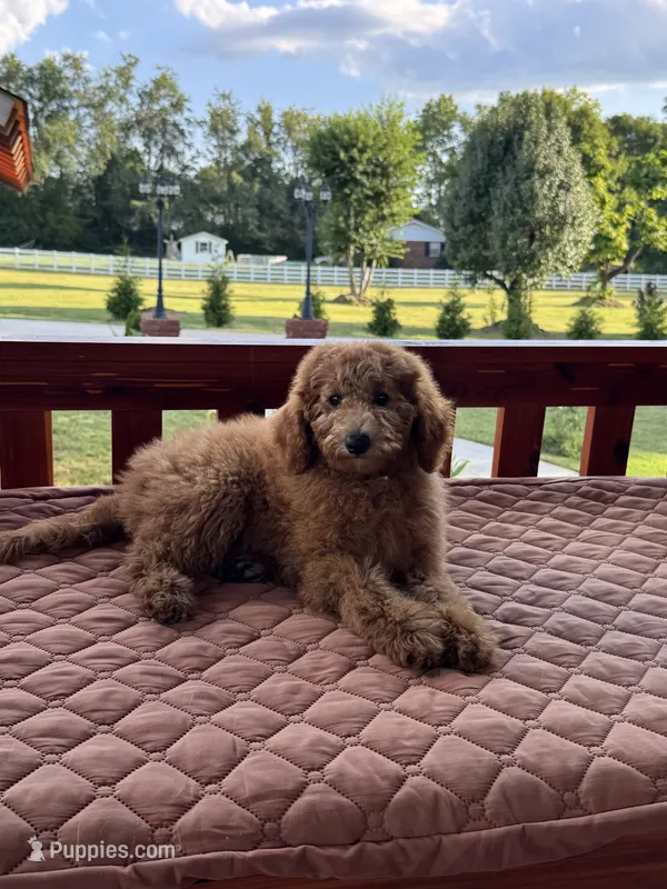 Bella – Poodle - Miniature , Poodle - Standard  puppy for sale in Nashville, TN