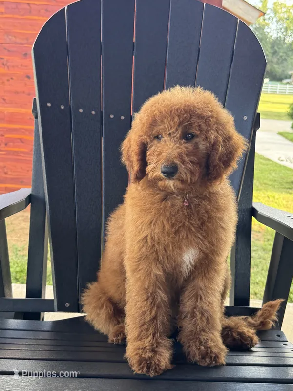 Sophie – Poodle - Miniature , Poodle - Standard  puppy for sale in Nashville, TN