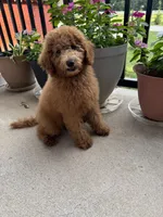 Bella, a female Poodle - Miniature  and Poodle - Standard  for sale in Nashville, TN – 6 of 6