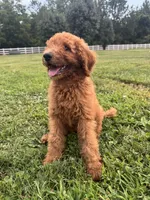 Coco, a male Poodle - Miniature  and Poodle - Standard  for sale in Nashville, TN – 4 of 4